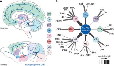 Locus Coeruleus Norepinephrine in Learned Behavior: Anatomical Modularity and Spatiotemporal Integration in Targets